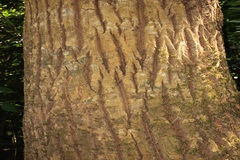 Calophyllum polyanthum